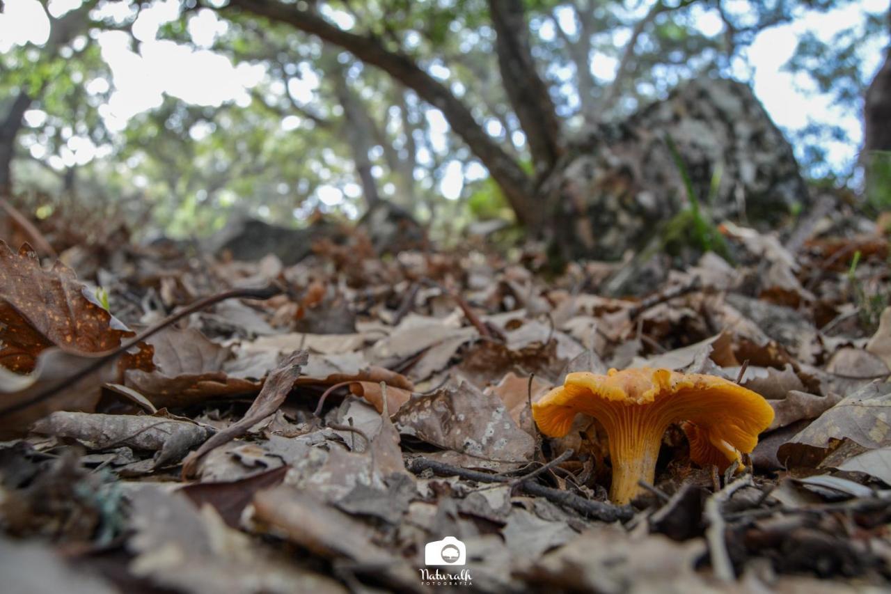 Tottam Art & Healthy Garden Βίλα Μάλαγα Εξωτερικό φωτογραφία