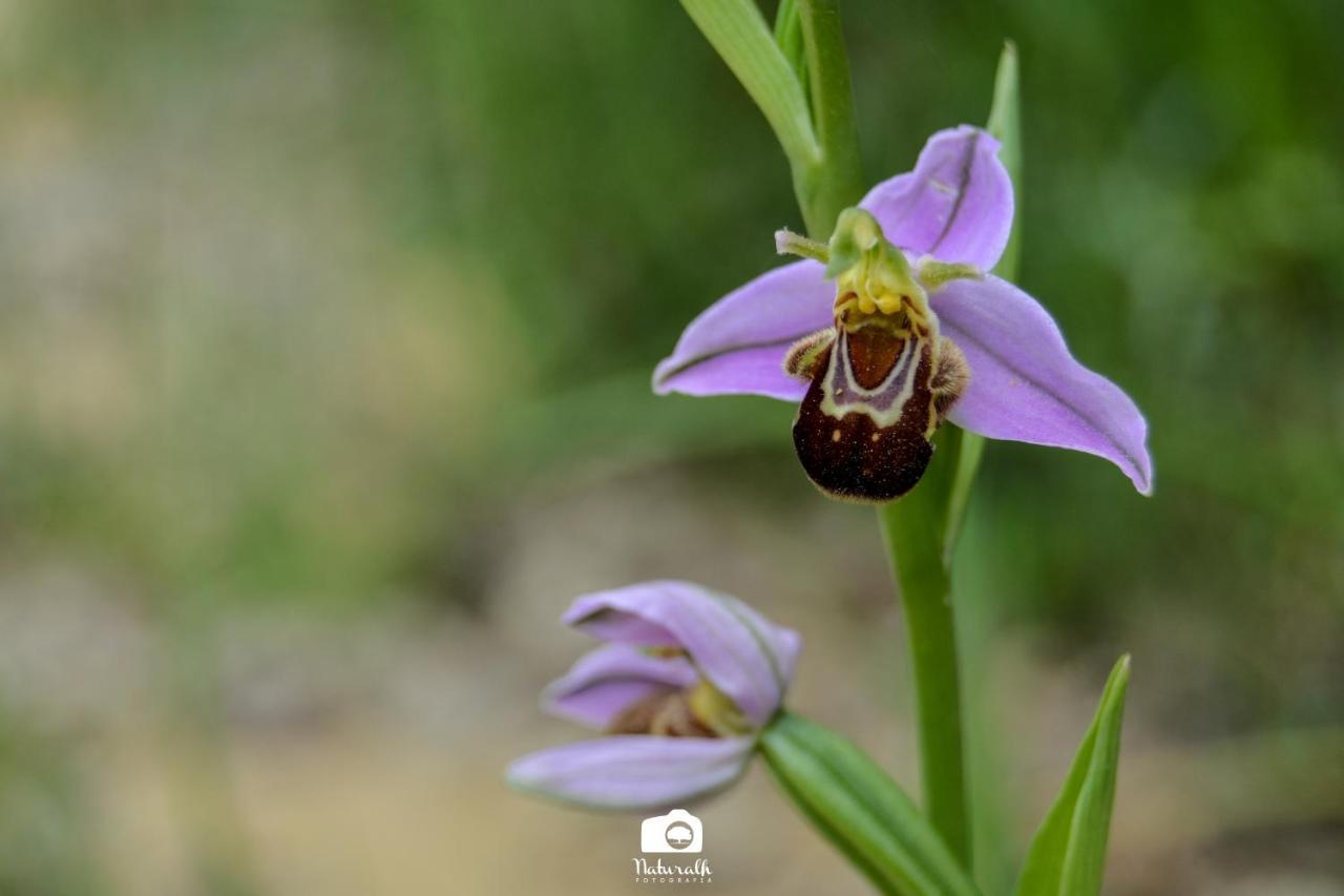 Tottam Art & Healthy Garden Βίλα Μάλαγα Εξωτερικό φωτογραφία