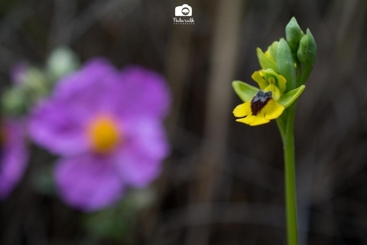 Tottam Art & Healthy Garden Βίλα Μάλαγα Εξωτερικό φωτογραφία