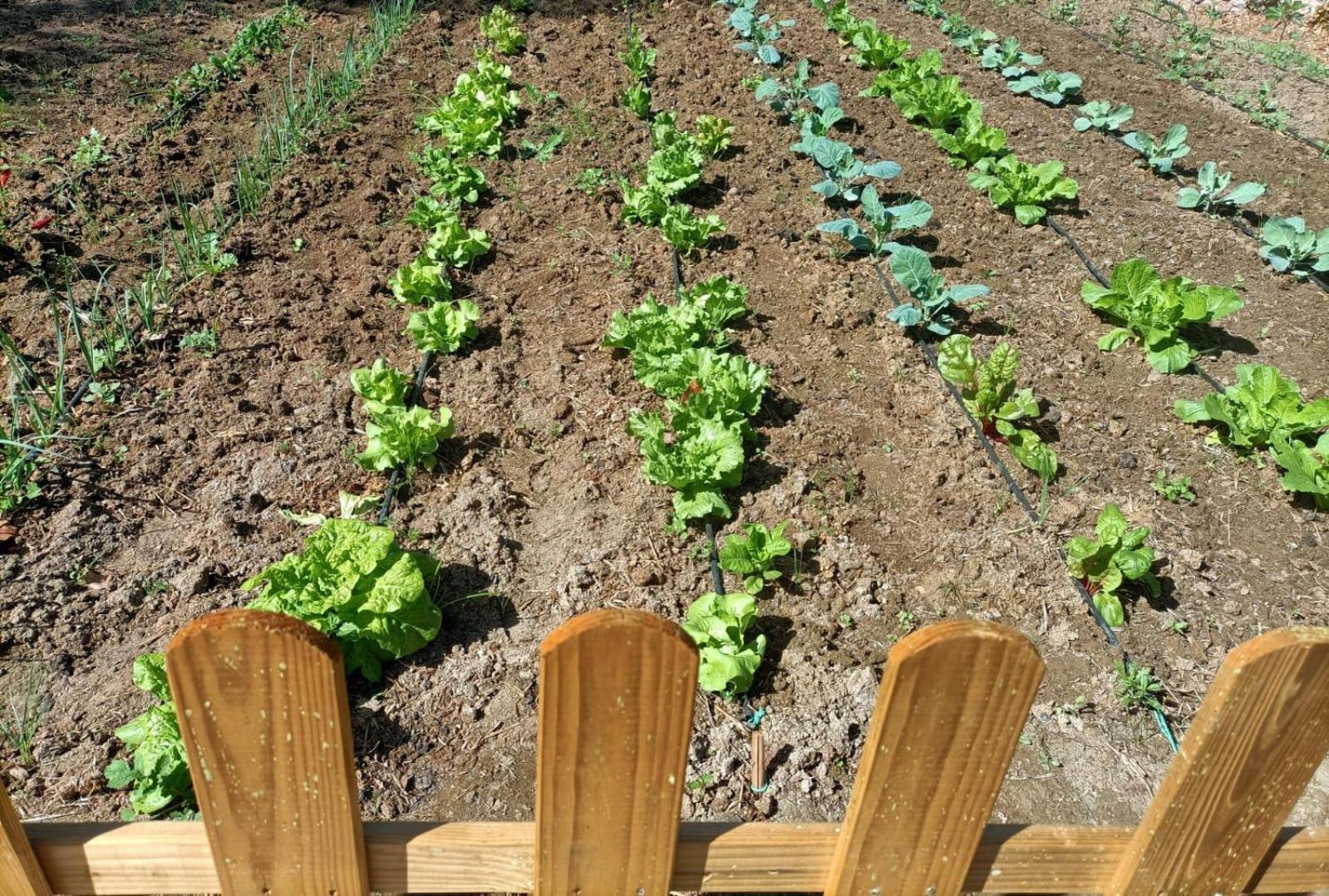Tottam Art & Healthy Garden Βίλα Μάλαγα Εξωτερικό φωτογραφία